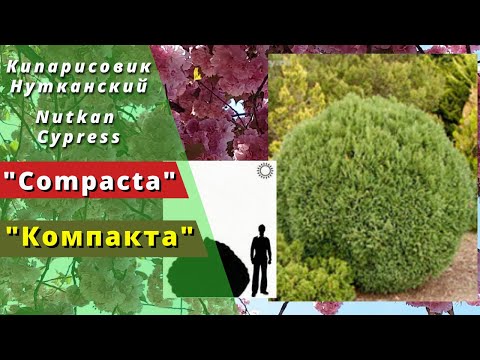 Video: Nutkan cypress: sorter, beskrivning, foto