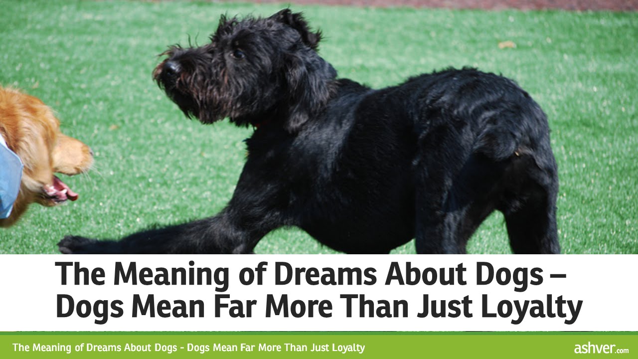 The Meaning of Dreams About Dogs - Dogs Mean Far More Than Just Loyalty