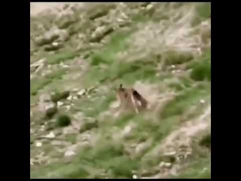 The strongest attack of the golden eagle on the wolf