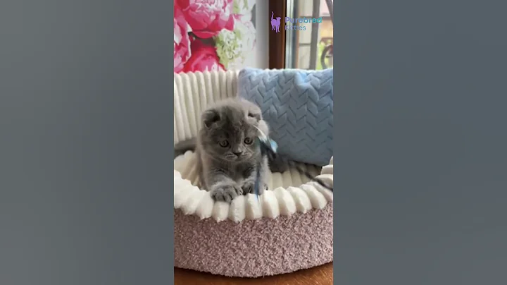 Video 8934081: scottish fold male kitten, scottish fold blue, cats kittens scottishfold cutecat