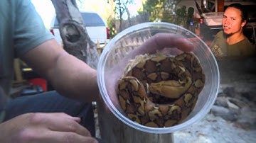 Mochino Reticulated Python Unboxing - Ep.7