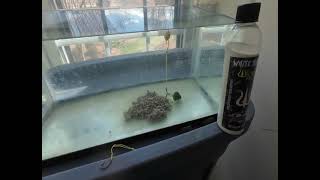 Carp fishing products from Wicked
