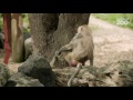 Zoo tales  ice blocks for baboons