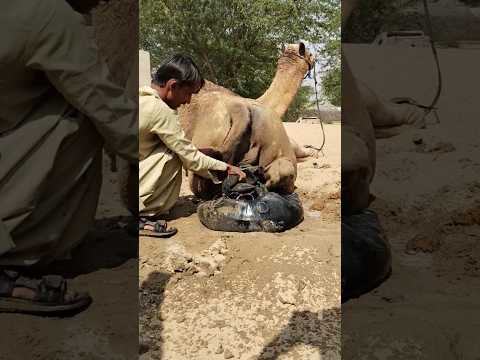 فيديو مضحك من صحراء ثار لحظة مليئة بالضحك