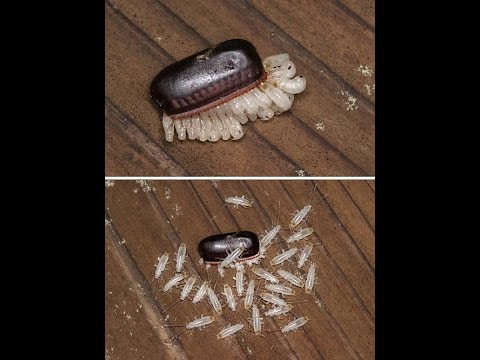 恐怖雑学 ゴキブリの丸々秘密を明かします Youtube