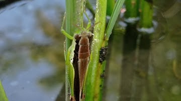 Agro Ecosystem Analysis | Insect Pest Identification/Reporting | MeiLee Vlogs
