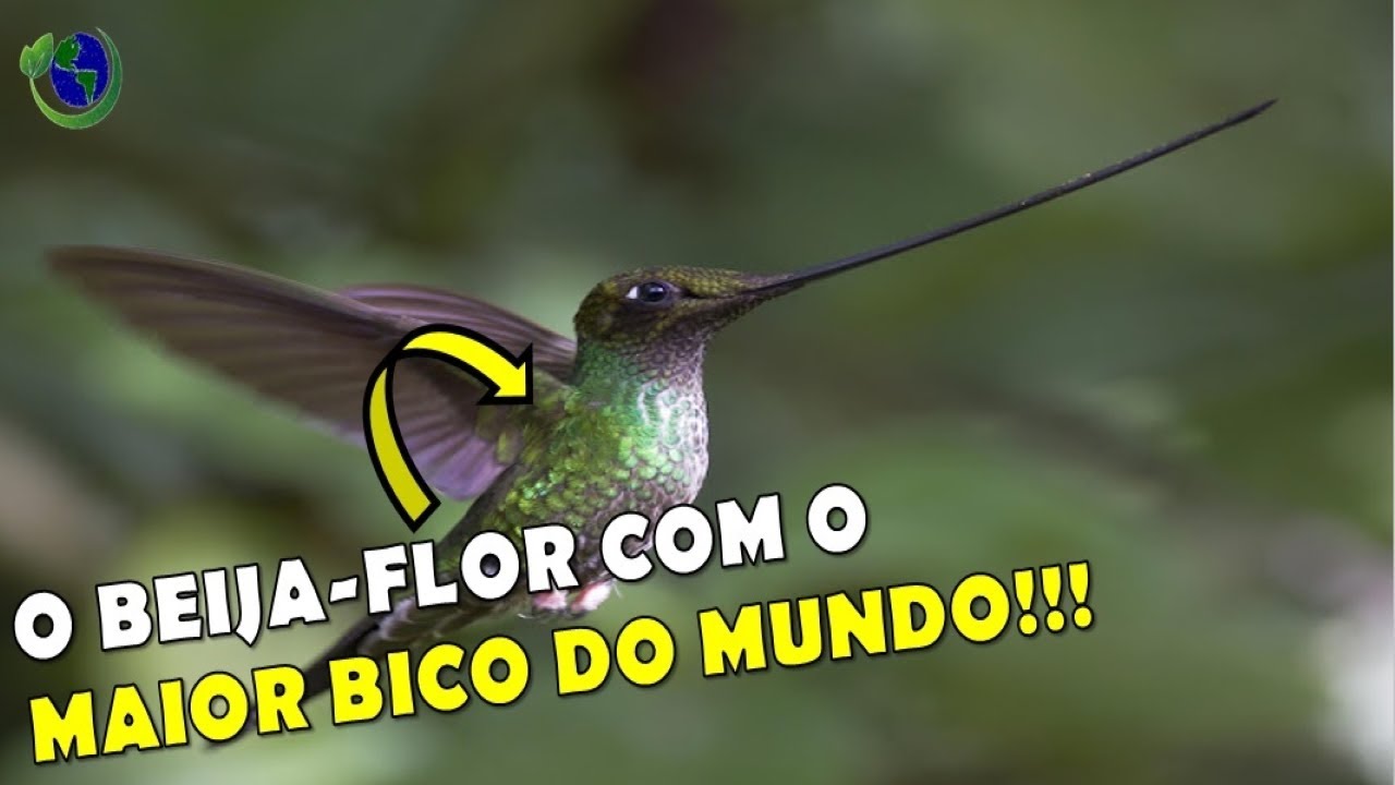 EQUILÍBRIO? NÃO É PROBLEMA PARA O BEIJAFLORBICODEESPADA! YouTube EQUILÍBRIO? NÃO É PROBLEMA PARA O BEIJAFLORBICODEESPADA! YouTube