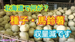 不作なのか 種子用ジャガイモ 来春のタネがありません タネのハシモト Youtube