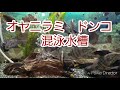 2018.10.27 オヤニラミ水槽　60センチ水槽　ガサガサ　オヤニラミ餌　川魚　淡水魚水槽　福岡