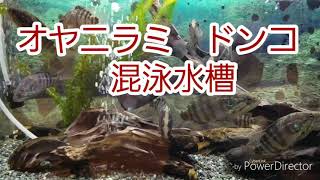 2018.10.27 オヤニラミ水槽　60センチ水槽　ガサガサ　オヤニラミ餌　川魚　淡水魚水槽　福岡