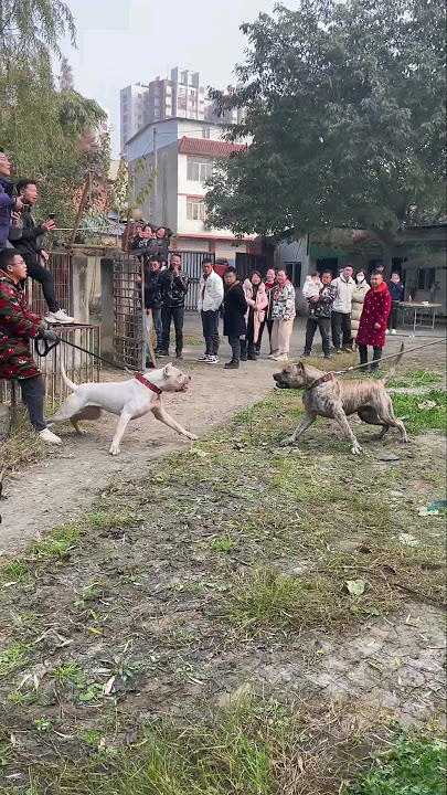 Dogo Argentino and Presa Canario face to face