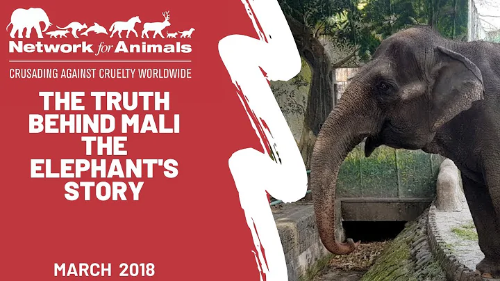 The unexpected truth behind the Mali the Elephant’s story - DayDayNews