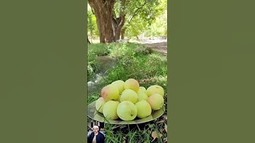 #سبحان_الله #قران_كريم #المنشاوي_عبد_الباسط_عبد_الصمد_تلاوه_خاشعة #تلاوة_هادئة #روعة_التلاوة