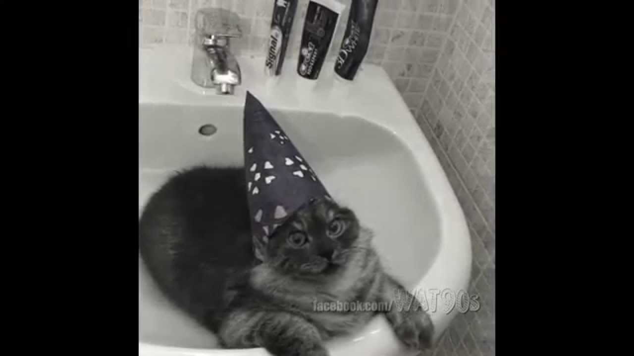 The Vadercat Original