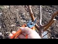 Apricot Pruning and Shaping in the Second Year of Growth: Cyclone Pruning for Bowl Shape