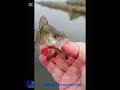 Ultralight En Micro Fishing #fishing #fish #shortvideo