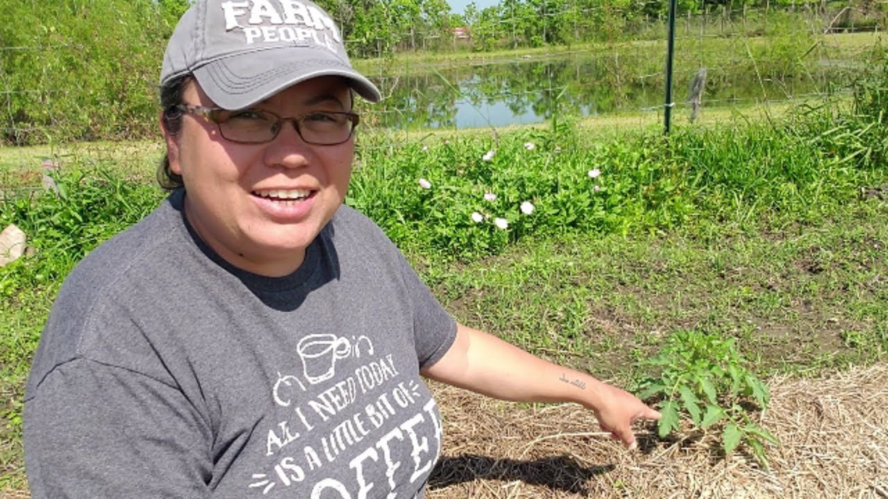 Planting Sweet Potato Slips | Purple Sweet Potatoes | 2020 
