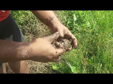 Video: Biomarker Pengambilan Makanan Untuk Kacang Dan Sayur-sayuran: Carian Sastera Yang Luas