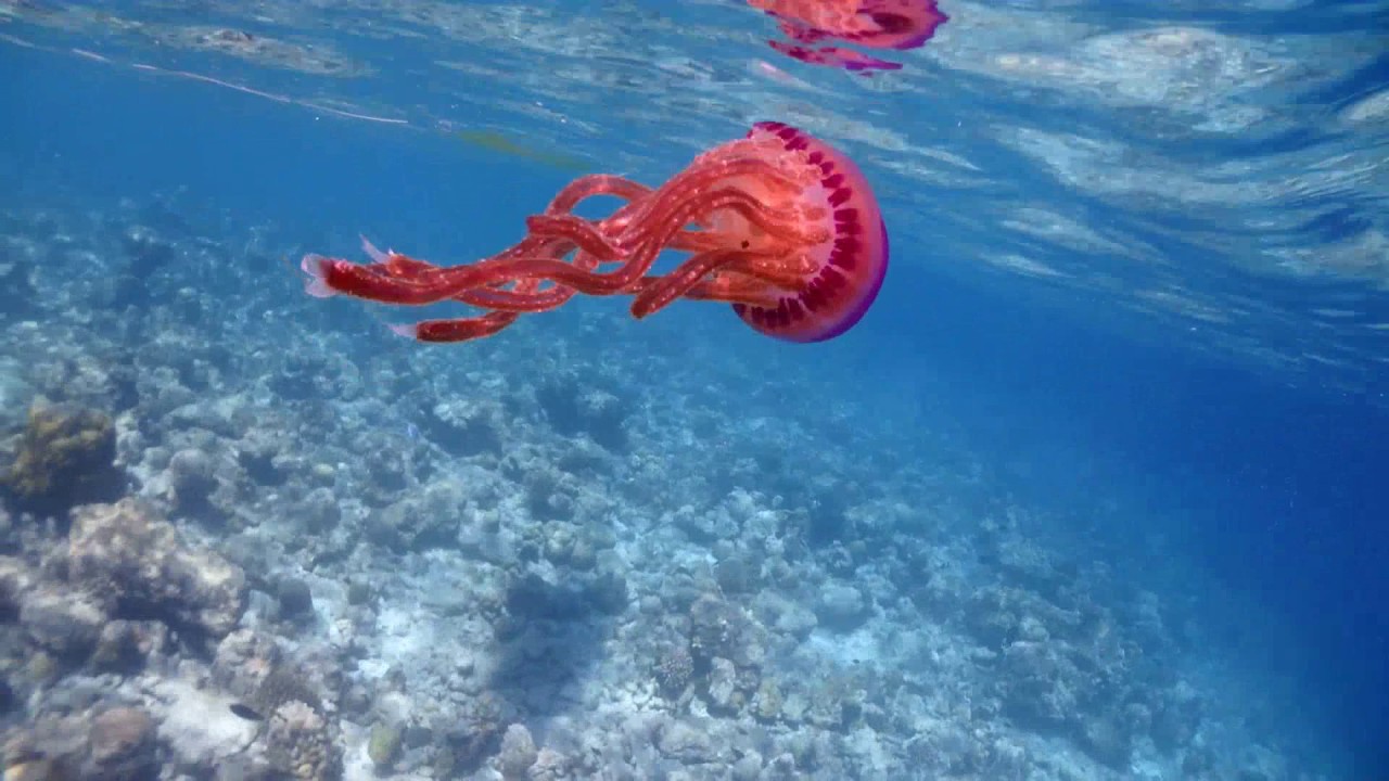 Memory of Hanhnammadhoo Maldive at Ocean beach inn
