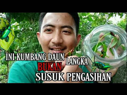 Video: Kumbang Daun Poplar