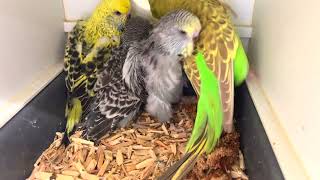 Budgerigar hen's attack on her chicks by Budgerigar 2,780 views 1 year ago 10 minutes, 40 seconds