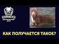 Внеплановая вязка!Обещали породистую,а похожа на дворнягу!Вязка породистых собак и дворняжек|Свадьба