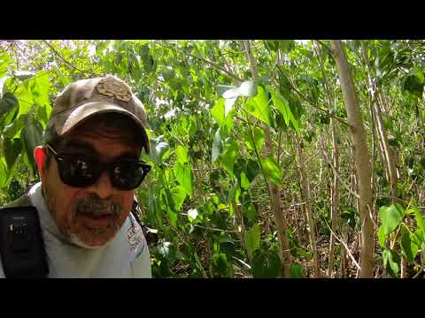 Video: Pasa un día en Fajardo, Puerto Rico