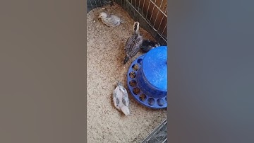 me nyuam qaib MDye 1 month old