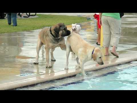 Samson Playing at the Water Park - 13 month old Boerboel, 160 pounds