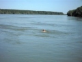 Duško Jović pliva u virovima Dunava