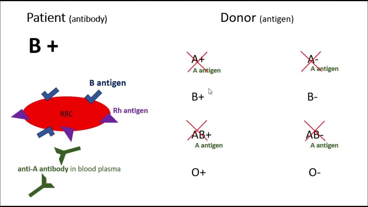 b-positive-blood-type-donating-and-receiving-youtube
