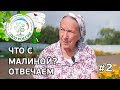 #2 ЧТО С МАЛИНОЙ??? ВИРУС ИЗРАСТАНИЯ МАЛИНЫ.