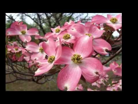 ハナミズキ (Hanamizuki) guitar playing Yuki Matsui