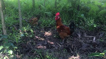 Chiken in the jungle part 1.