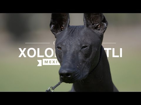 Video: Mexican Hairless Dog: Features Of Its Behavior And Caring For It