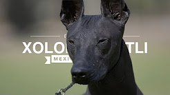 Popular Videos Xoloitzcuintle Youtube