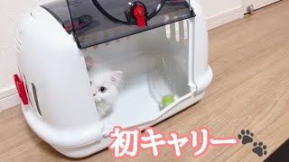 子猫の初キャリーケース