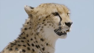 Cheetah - The Fastest Animal On Land / Documentary (English/HD)