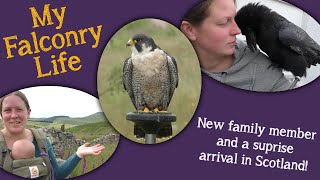 My Falconry Life | A new family member and a surprise arrival in Scotland!