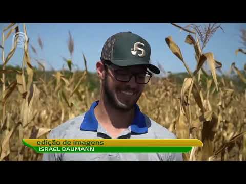 Especialista orienta agricultores a estender período de controle de cigarrinha | Canal Rural