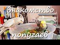 КАК ПОЗНАКОМИТЬ ПОПУГАЕВ? Переселение птенца в вольер. | Рокки Life