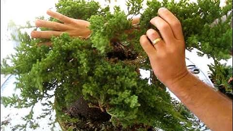 How to Create a Bonsai Tree From a Nursery Juniper, Part One