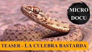 Adelanto MicroDocu - La culebra bastarda (Malpolon monspessulanus) - P. Ibérica y África