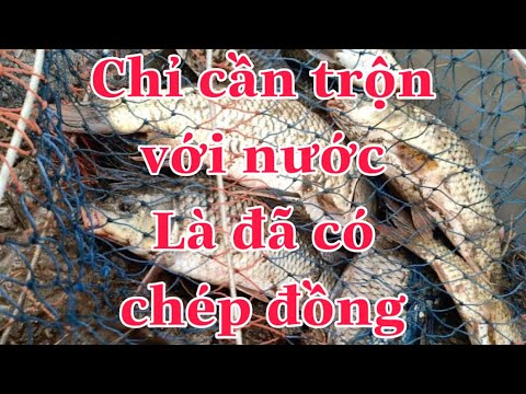 Video: Loại Mồi Nào Thích Hợp Cho Cá Diếc Vào Mùa Thu