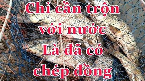 Mồi Câu Đơn, Câu Đài Mùa Thu, Đông - Cá Diếc, Chép, Trôi...!