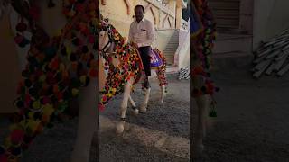 ઘોડીના શોકીન @dhavalmor7559#ahir #horse #villagelife #horseriding #ghoda #ghodi#gujrat #horselover