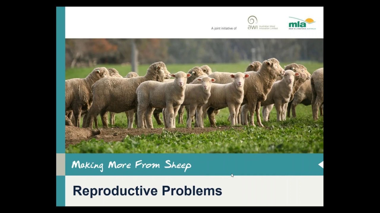 Making More from Sheep | Reproductive problems in sheep – Diseases and ...
