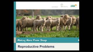 Making More from Sheep | Reproductive problems in sheep – Diseases and trace elements