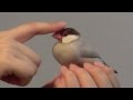 マッサージをうけるシナモン文鳥 葵くん 文鳥動画