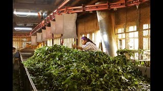 Tea தூள் தயாரிக்கும் முறை  I How Tea is Processed I coonoor tea factory I The Made in Madras